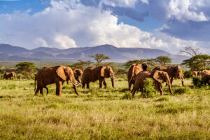 Safari im Addo Elephant Reservat