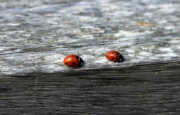 2 Marienkäfer