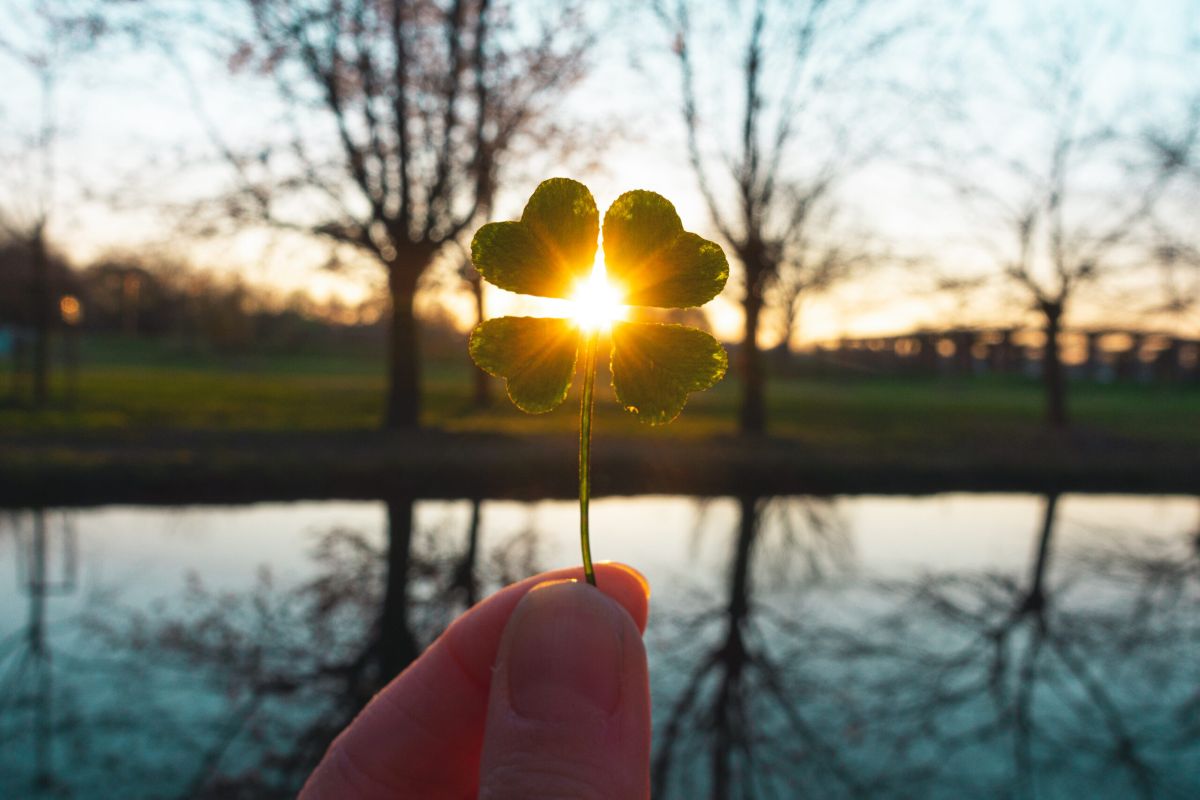 Kleeblatt in der Hand beim Sonnenaufgang