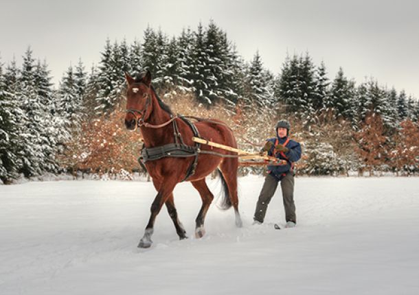 Mann beim Skijöring, steht auf speziellen Skiern und wird im Winter von einem Pferd gezogen.