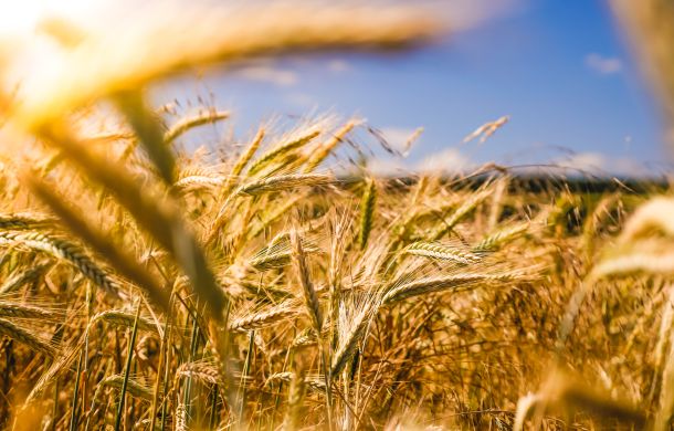Weizenfeld mit reifen Kornähren, das sanft im Wind weht.