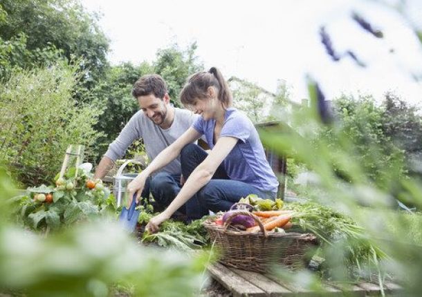 Lächelndes Paar bei der Gartenarbeit im Gemüsegarten.
