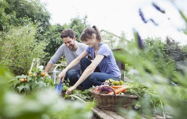Lächelndes Paar bei der Gartenarbeit im Gemüsegarten.
