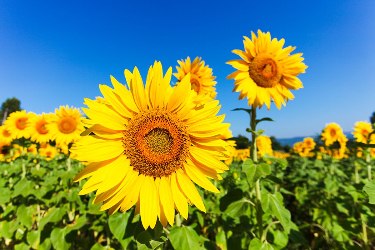 Sonnenblumenfeld in Frankreich