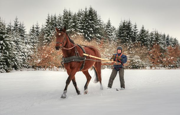 Mann beim Skijöring, steht auf speziellen Skiern und wird im Winter von einem Pferd gezogen.
